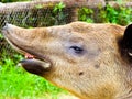 Tapirus bairdii's face feature Royalty Free Stock Photo