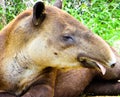 Tapirus bairdii`s face feature Royalty Free Stock Photo