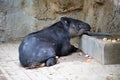 A Tapirus Bairdii sitting on ground and eating food