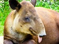 Tapirus bairdii sticking out tongue Royalty Free Stock Photo