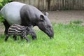 Malayan tapir with baby