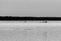 A flock of Canadian Geese flying over the Rappahannock River Royalty Free Stock Photo