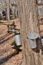 Tapped maples and split rail fence Royalty Free Stock Photo