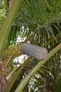 Tapping coconut tree flower blossoms for the sap by using container to produce sugar