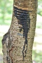 Tapping Japanese lacquer urushi trees (Toxicodendron vernicifluum) in Okukuji area in Japan Royalty Free Stock Photo