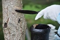 Tapping Japanese lacquer urushi trees (Toxicodendron vernicifluum) in Okukuji area in Japan Royalty Free Stock Photo