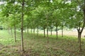 Tapping Japanese lacquer urushi trees (Toxicodendron vernicifluum) in Okukuji area in Japan Royalty Free Stock Photo