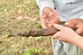 Tapping Japanese lacquer urushi trees (Toxicodendron vernicifluum) in Okukuji area in Japan Royalty Free Stock Photo