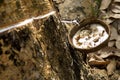 Tapping latex from a rubber tree