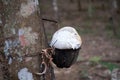 Tapping latex rubber tree authentic in garden. Royalty Free Stock Photo