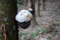 Tapping latex rubber tree authentic in garden. Royalty Free Stock Photo