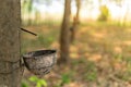 Tapping latex rubber tree Royalty Free Stock Photo