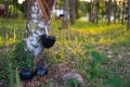 Tapping latex rubber tree, Rubber latex extracted from rubber tree. Royalty Free Stock Photo