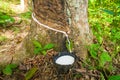 Tapping latex from a rubber tree Royalty Free Stock Photo
