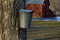 Tapping for Maple Syrup in Early Spring
