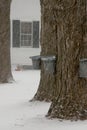 Tapping Maple Syrup in New England During Snowstorm