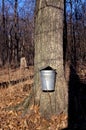 Tapping Maple Syrup 54329
