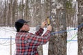Tapping maple tree or maple tree tapping in sugarbush located in Quebec, Canada.