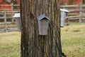 Tapping Maple Tree for Syrup