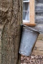 Tapping maple trees for sap to make maple syrup