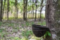 Tapping for Para rubber tree Hevea brasiliensis row agricultural.Green leaves in nature background. Royalty Free Stock Photo