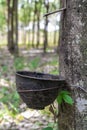 Tapping for Para rubber tree Hevea brasiliensis row agricultural.Green leaves in nature background. Royalty Free Stock Photo