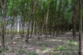 Tapping for Para rubber tree Hevea brasiliensis row agricultural.Green leaves in nature background. Royalty Free Stock Photo