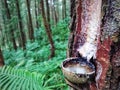 Pine sap contained in the coconut shell Royalty Free Stock Photo