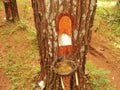 tapping pine tree sap. The trunk of the pine tree is blackish brown and grass grows beneath it