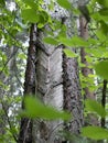 Tapping pine trees to capture the sap. Downward-pointing V-shaped grooves. Resin extraction