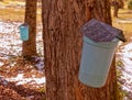 tapping sugar maple trees and hanging buckets on trees to catch sap, early Spring Royalty Free Stock Photo