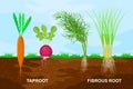 Taproot and fibrous root example comparison. Plant part with main large central root and thin branching system. Royalty Free Stock Photo