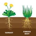 Taproot and fibrous root example comparison vector illustration scheme. Royalty Free Stock Photo