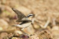 Tapuit, Northern Wheatear, Oenanthe oenanthe