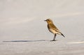 Tapuit; Northern Wheatear; Oenanthe oenanthe Royalty Free Stock Photo