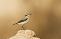Tapuit, Northern Wheatear, Oenanthe oenanthe Royalty Free Stock Photo