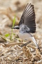 Tapuit, Northern Wheatear, Oenanthe oenanthe Royalty Free Stock Photo