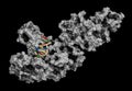 Taq polymerase Thermus aquaticus polymerase enzyme bound to DNA, 3D rendering. Protein used in PCR polymerase chain reaction,. Royalty Free Stock Photo