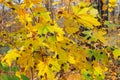 Tar black spot is one of the most readily visible and easiest maple diseases to diagnose.