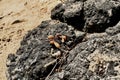 Carpinteria California tar pits with sea kelp bladder   2 Royalty Free Stock Photo