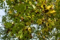 Tar spot disease at run on a maple tree in autumn Royalty Free Stock Photo