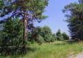 Meadow and pine on Tara