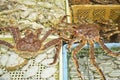 Taraba king crabs in Hakodate. Royalty Free Stock Photo