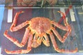 Taraba sea king crabs in the fish market Royalty Free Stock Photo