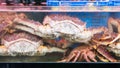 Taraba sea king crabs for sale Royalty Free Stock Photo