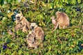 Tarai Gray Langur, Semnopithecus hector, Royal Bardia National Park, Nepal