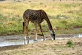 Masai giraffe Giraffa camelopardalis tippelskirchii