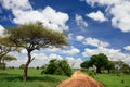 Tarangire national park