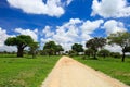 Tarangire national park