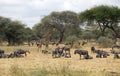 Tarangire national park